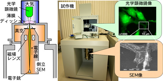 大気圧観察を実現するSEMの試作機と、液中細胞の光学顕微鏡像とSEM像の写真