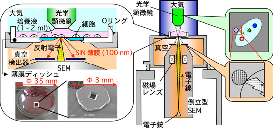 大気圧走査電子顕微鏡の構造図