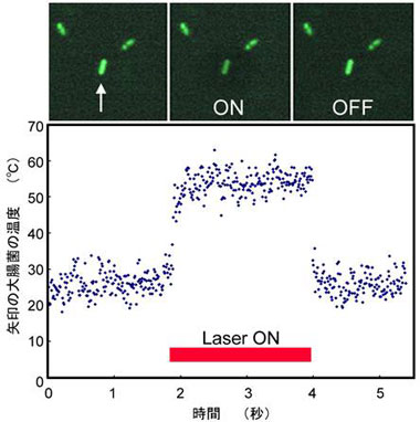 GFPを発現させた大腸菌に赤外線レーザー照射した時の連続顕微鏡像