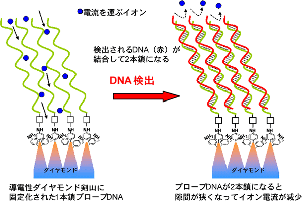 導電性ダイヤモンド剣山に固定されたプローブDNAによるDNA高感度検出の原理図画像