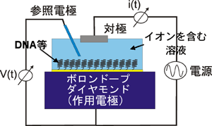 ダイヤモンド電気化学センサーの模式図