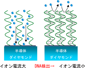 電気化学センサーの動作原理の図