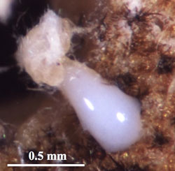 大量の白色体液を出して植物の傷を修復する兵隊幼虫の写真