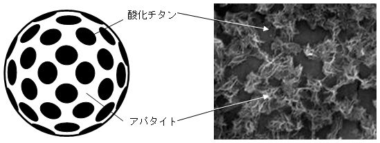 新型光触媒の模式図と表面の電子顕微鏡写真