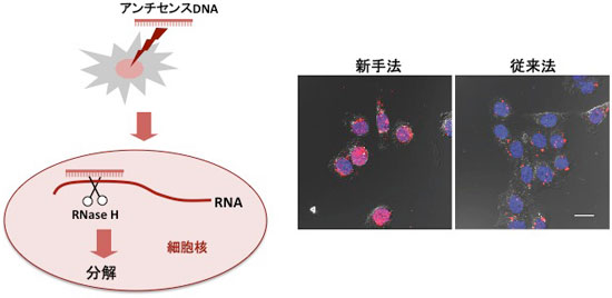 核内RNAを個別に分解する方法とアンチセンスDNAが細胞核内に導入された様子の図