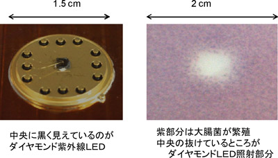 ダイヤモンド紫外線LEDとその紫外線による殺菌の写真