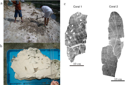 （a）フィリピンルソン島での化石サンゴの発掘現場風景（b）発見されたサンゴ化石群体（c）エックス線画像の写真