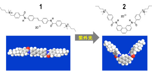 （上）開発した光応答性SWCNT分散剤の構造式と（下）分子モデルの図