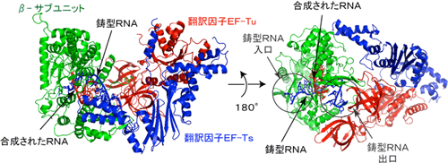 RNA合成伸長過程のQβウイルスRNA合成酵素-翻訳因子複合体のRNA合成伸長過程の構造図