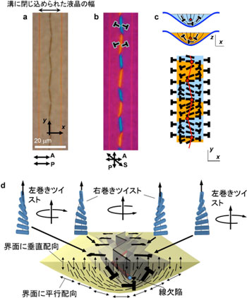 周期的液晶配向構造の透過型偏光顕微鏡像と模式図