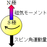 スピン角運動量と磁気モーメントの関係の図