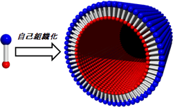 単分子膜有機ナノチューブの説明図