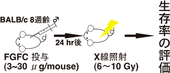 実験方法の模式図