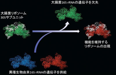 リボソームの30Sサブユニットの立体構造と16S rRNA遺伝子の水平伝播実験の図