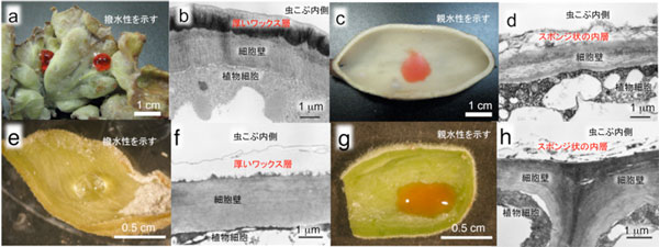 さまざまなアブラムシの虫こぶ内壁の特徴の写真