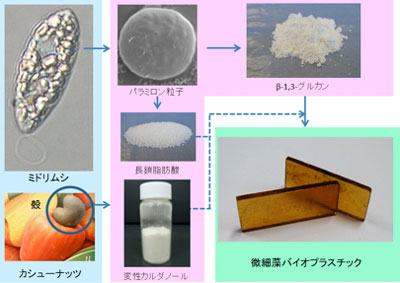 ミドリムシ/カシューナッツ殻から微細藻バイオプラスチックへの製造工程の写真