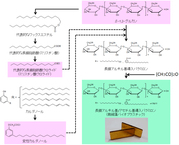 微細藻バイオプラスチックの製造工程の図