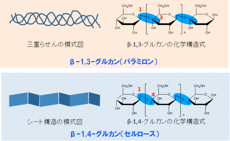 β-1,3-グルカン（パラミロン）とβ-1,4-グルカン（セルロース）の違いの図