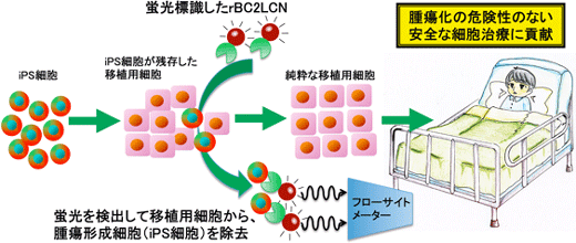 rBC2LCNが腫瘍化の危険性をなくす技術につながることが期待されるイメージ図