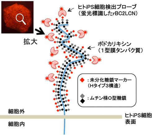 rBC2LCNがiPS細胞を検出する模式図画像