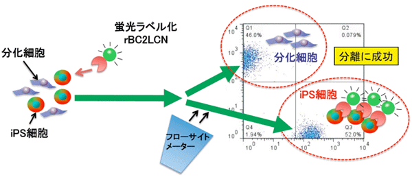 rBC2LCNを用いたiPS細胞の分離実験の図