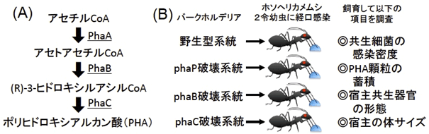 PHAの合成経路、バークホルデリア感染試験の実験デザインの図