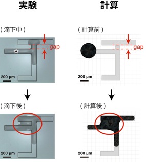 インクジェット印刷法で超純水を星印の位置に塗布したときの様子（左）、及びHyDroによる数値シミュレーションの比較（右）図