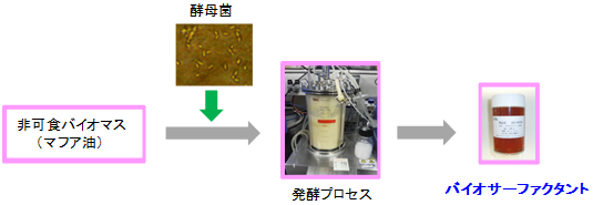 酵母菌を利用した非可食バイオマスからのバイオサーファクタント生産の工程図