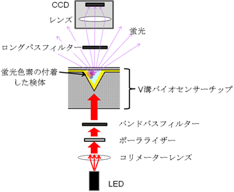 V溝バイオセンサーシステム全体の構成図