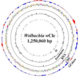 トコジラミに共生するボルバキアのゲノム構造の図