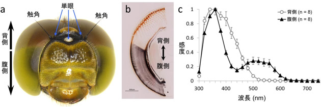 トンボの複眼の構造と光の応答感度の図