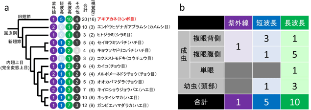 昆虫におけるオプシン遺伝子数の進化とアキアカネで機能するオプシン遺伝子の内訳の図