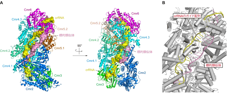 標的核酸と結合したCmr複合体の構造図