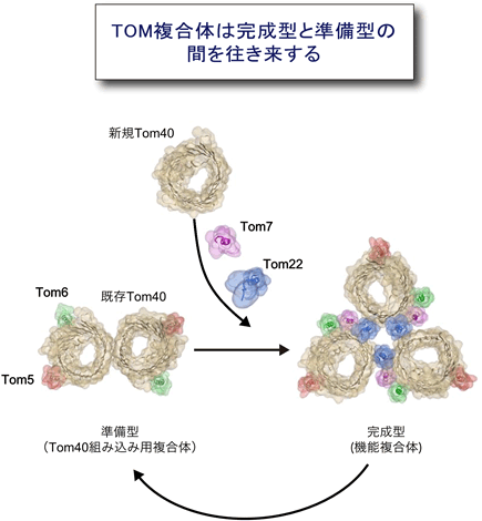 TOM複合体は孔が３つの完成型と孔が２つの準備型の間を往き来しているの図
