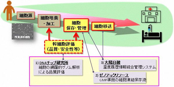 間葉系幹細胞による再生医療製造工程と本日プレス発表する成果の位置の図