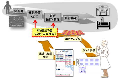 アレイCGH法の導入イメージの図