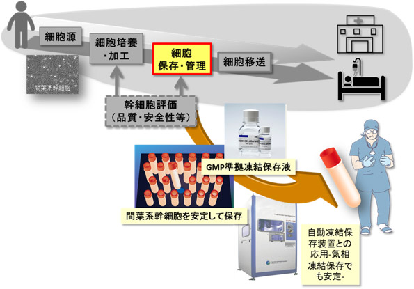 GMP準拠凍結保存液による間葉系幹細胞保存のイメージ図