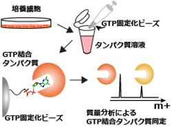 PI5P4KβのGTP結合能の発見の図