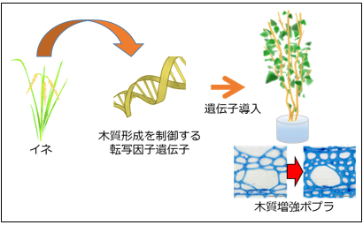イネの木質生産を制御する転写因子遺伝子をポプラに導入して木質を増強の図
