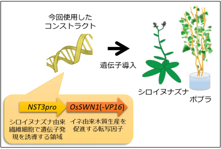 今回使用した遺伝子コンストラクトの図