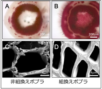 非組換えポプラ（左側）と組換えポプラ（右側）の断面図と繊維細胞の写真