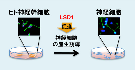 LSD1がヒト神経幹細胞の神経細胞産生を促す新たな機能の概略図の画像