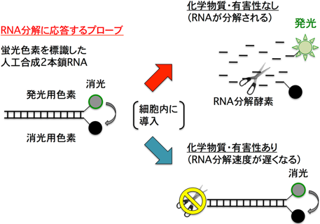 本研究の模式図