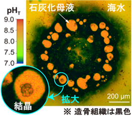 石灰化母液と海水に含まれる試薬の蛍光測定値を疑似カラー変換し、pH測定値と対応させた図