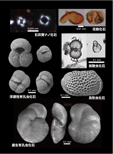 千葉セクションから発見されたいろいろな微化石の写真