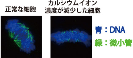 分裂期の細胞での染色体の整列異常の割合の図