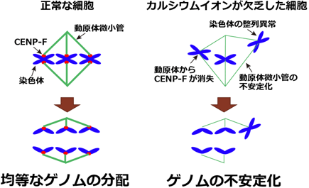 カルシウムイオンの欠乏が染色体異常を誘導するモデル図