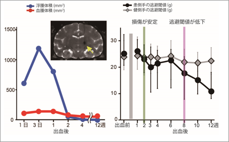 視床部分を出血させた後の損傷体積と、逃避しはじめる感覚への刺激の閾値の変化の図