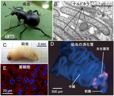 クロカタゾウムシと細胞内共生細菌ナルドネラの写真