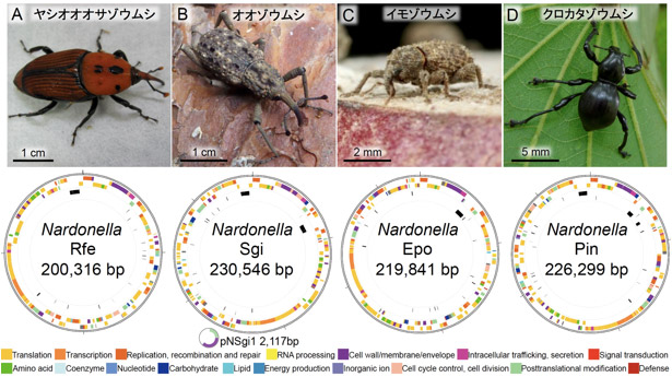 4種のゾウムシ由来の細胞内共生細菌ナルドネラのゲノム構造の図